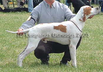 Limit Dog